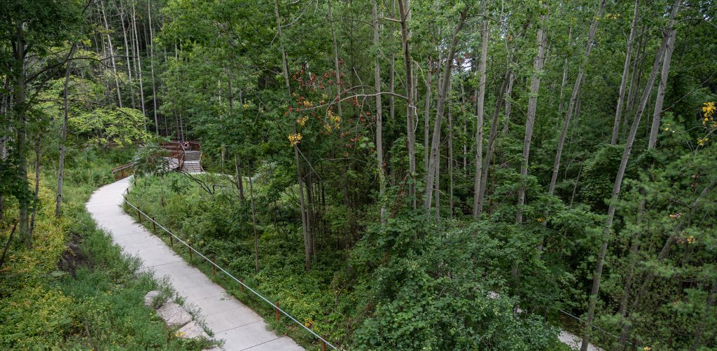 A cement path winding through a forest in the Toronto ravine system